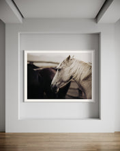 Load image into Gallery viewer, Elegant display of the limited edition 'Curious Carlisle 025' from Addison Jones Studio. This captivating horse picture showcases a beautiful white horse in a serene setting, perfect for horse art enthusiasts.