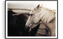 Load image into Gallery viewer, Framed 'Curious Carlisle 025' from Addison Jones Studio, a stunning horse picture beautifully showcased. The artwork captures the grace of a white horse, making it a perfect addition to any art collection.