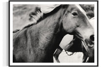 Load image into Gallery viewer, Close-up of 'Stammering Stallion' Horse Wall Art by Addison Jones Studio, highlighting the intricate details of the majestic horse in a sophisticated frame.