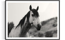 Load image into Gallery viewer, Close-up view of Horse Wall Art 'Perky Patrice 0213' by Addison Jones Studio, capturing the intricate details of a horse's features within a tasteful black frame.