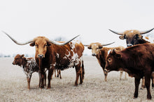 Load image into Gallery viewer, Captivating scene of several longhorn cattle in a grassy field, showcasing the intricacies of Longhorn Art Photography. The image features the distinctive horns and unique patterns of the Texas longhorns against a pale sky.