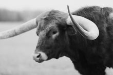 Load image into Gallery viewer, A stunning Longhorn black white photograph featuring a majestic longhorn with large, curved horns, set against a soft focus background. This artistic piece captures the essence of Texas wildlife, exuding a sense of elegance and timeless beauty.