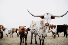 Load image into Gallery viewer, Extra Large Photo Prints-Macchiato Mates
This extra large photo print titled "Macchiato Mates" was part of a photography landscape series featuring longhorns shot in Texas. This longhorn photo is a limited edition, hand-signed piece with a certificate of authenticity.
E D I T I O N:
1/25