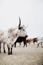Load image into Gallery viewer, Framed Prints-Dappled Dan
This framed print titled "Dappled Dan" was part of a photography landscape series featuring longhorns shot in Texas. This longhorn photo is a limited edition, hand-signed piece with a certificate of authenticity.
E D I T I O N:
1/25