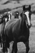 Load image into Gallery viewer, Horse Art-Prancing Peter 0222
This piece of horse art named "Prancing Peter 0222" was part of a landscape series featuring horses shot down in Patagonia. This is a limited edition, hand-signed piece with a certificate of authenticity.
E D I T I O N:
1/25