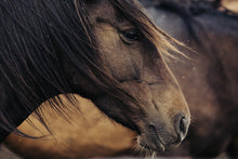 Load image into Gallery viewer, Horse Wall Art-Contemplative Conrad 023
This piece of horse wall art named "Contemplative Conrad 023" was part of a landscape series shot in Patagonia. This print is a limited edition, hand-signed piece with a certificate of authenticity.
E D I T I O N:
1/25