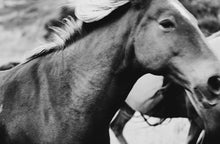 Load image into Gallery viewer, Close-up of a majestic horse captured in motion, showcasing flowing mane and strong features, representing the essence of Horse Wall Art.