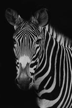 Load image into Gallery viewer, Large Wall Art-Harold
This photo was taken at a zebra sanctuary. This one, named "Harold" was the oldest of the bunch. This piece of large wall art would make a great feature in your home. This is a limited edition, hand-signed piece with a certificate of authenticity.
E D I T I O N:
1/25