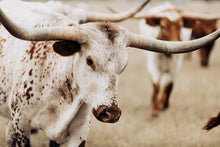 Load image into Gallery viewer, Photo Art Prints-Sturdy Steve
This photo art print titled "Sturdy Steve" was part of a photography landscape series featuring longhorns shot in Texas. This longhorn photo is a limited edition, hand-signed piece with a certificate of authenticity.
E D I T I O N:
1/25