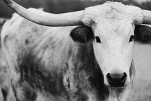 Load image into Gallery viewer, Photography For Sale-Ebony and Ivory
This piece of photography for sale titled "Ebony and Ivory" was part of a photography landscape series featuring longhorns shot in Texas. This longhorn photo is a limited edition, hand-signed piece with a certificate of authenticity.
E D I T I O N:
1/25