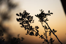 Load image into Gallery viewer, Art For Sale-Breezy Sunset
This piece of art for sale titled "Breezy Sunset" was part of a landscape series shot in Turks and Caicos. This is a limited edition, hand-signed piece with a certificate of authenticity.
E D I T I O N:
1/25