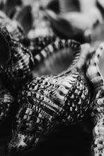 Load image into Gallery viewer, Beach Wall Art-Island Echoes
This piece of beach wall art titled "Island Echoes" was part of a landscape series shot in Turks and Caicos. This is a limited edition, hand-signed piece with a certificate of authenticity.
E D I T I O N:
1/25