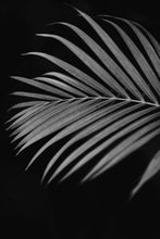 Load image into Gallery viewer, Beautiful Black White Photos-Blades of Slate
This beautiful black white photo titled "Blades of Slate" was part of a landscape series shot in Turks and Caicos. This is a limited edition, hand-signed piece with a certificate of authenticity.
E D I T I O N:
1/25