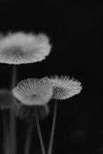 Load image into Gallery viewer, Fine Art Photography-Proof of Transparency