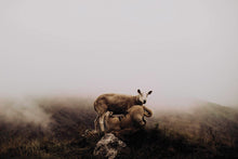 Load image into Gallery viewer, Fine Art Prints-Sustenance Security
This fine art print named "Sustenance Security" was part of a landscape series shot in Patagonia. This is a limited edition, hand-signed piece with a certificate of authenticity.
E D I T I O N:
1/25