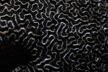 Load image into Gallery viewer, Framed Coastal Wall Art-Unbroken Path
This piece of framed coastal wall art titled "Unbroken Path" was part of a landscape series shot in Turks and Caicos. This is a limited edition, hand-signed piece with a certificate of authenticity.
E D I T I O N:
1/25