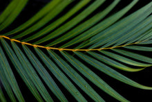Load image into Gallery viewer, Framed Prints-Majestic Frond
This framed print titled "Majestic Frond" was part of a landscape series shot in Turks and Caicos. This is a limited edition, hand-signed piece with a certificate of authenticity.
E D I T I O N:
1/25