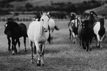 Load image into Gallery viewer, A striking black and white photograph of a white horse leading a group of black horses in a lush landscape, showcasing the beauty of Horse Art in nature.