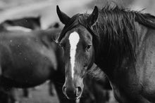 Load image into Gallery viewer, A striking black and white image of a horse's head, showcasing its expressive features and flowing mane. This captivating piece of horse art captures the beauty and majesty of these magnificent creatures.