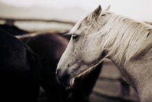 Load image into Gallery viewer, Horse Pictures featuring a close-up of a white horse with flowing mane, set against a blurred background of other horses, capturing the essence of curiosity and beauty in nature.