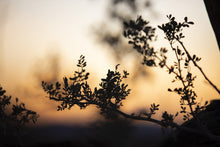 Load image into Gallery viewer, Landscape Prints-Twilight Tree
This landscape print titled "Twilight Tree" was part of a landscape series shot in Turks and Caicos. This is a limited edition, hand-signed piece with a certificate of authenticity.
E D I T I O N:
1/25