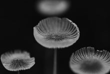 Load image into Gallery viewer, This piece of large wall art titled "Transcendent Delicacy" features mushrooms shot in Delaware, Ohio. This is a limited edition, hand-signed piece with a certificate of authenticity.
 E D I T I O N:
 1/25