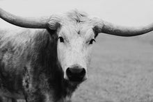 Load image into Gallery viewer, Longhorn Art-Insightful Isla
This piece of longhorn art titled "Insightful Isla" was part of a photography landscape series featuring longhorns shot in Texas. This longhorn photo is a limited edition, hand-signed piece with a certificate of authenticity.
E D I T I O N:
1/25