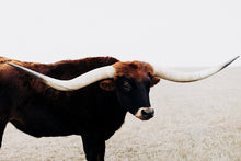 Load image into Gallery viewer, Texas Longhorn Wall Art-Taking Flight with Frank
This piece of Texas longhorn wall art titled "Taking Flight with Frank" was part of a photography landscape series featuring longhorns shot in Texas. This longhorn photo is a limited edition, hand-signed piece with a certificate of authenticity.
E D I T I O N:
1/25