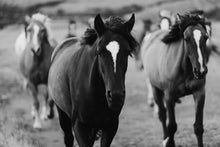 Load image into Gallery viewer, A stunning black and white photograph featuring a close-up of a horse, embodying the spirit of Western Art. The image captures the detailed features and expressive gaze of the horse, with other horses softly blurred in the background, illustrating the connection to the West.