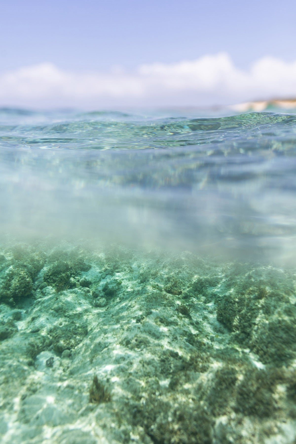 Crystal clear underwater view of the ocean, highlighting the beauty of marine life in the limited edition Framed Coastal Wall Art - Oceana II.