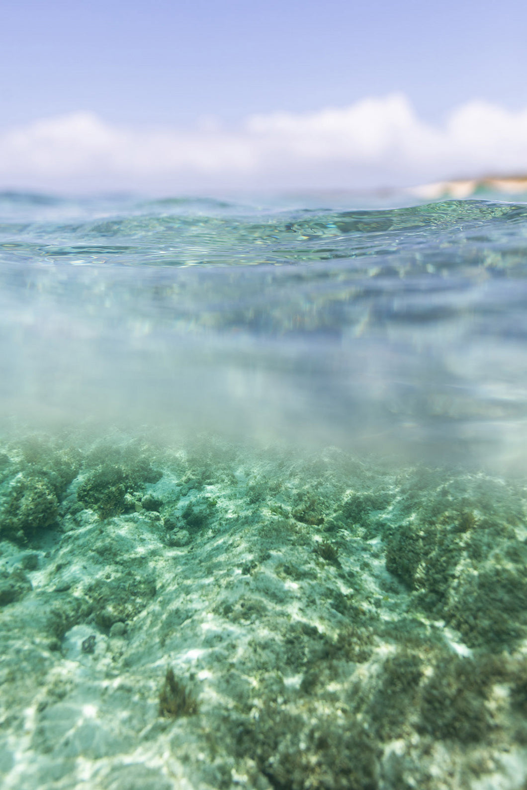 Crystal clear underwater view of the ocean, highlighting the beauty of marine life in the limited edition Framed Coastal Wall Art - Oceana II.