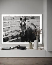 Load image into Gallery viewer, Contemporary ambiance featuring the artwork &#39;Limited Edition Horse Pictures - Morose Molly 0211 by Addison Jones Studio&#39;, a stunning black and white horse picture adorned with elegant decor.

