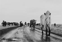 Load image into Gallery viewer, Custom 40x60 Roadside Pony
