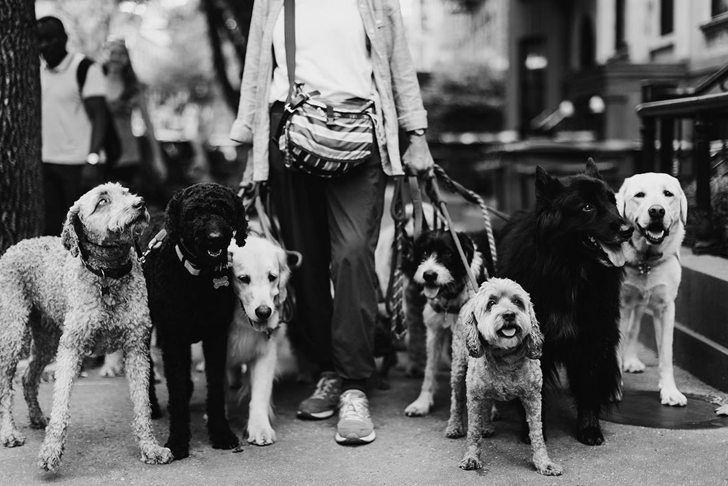 New York Artists Fine Art Photography-The Dog Walker 911
