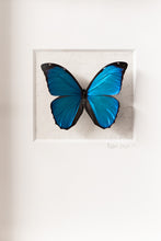 Load image into Gallery viewer, Blue Butterfly Wall Decor-No. 1267 Light+Vivid
