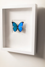 Load image into Gallery viewer, Blue Butterfly Wall Decor-No. 1267 Light+Vivid
