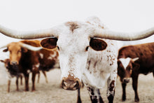 Load image into Gallery viewer, Framed Prints-Imperial Ike

This framed print titled &quot;Imperial Ike&quot; was part of a photography landscape series featuring longhorns shot in Texas. This longhorn photo is a limited edition, hand-signed piece with a certificate of authenticity.

E D I T I O N:
1/25

