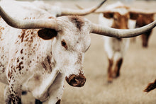 Load image into Gallery viewer, Photo Art Prints-Sturdy Steve

This photo art print titled &quot;Sturdy Steve&quot; was part of a photography landscape series featuring longhorns shot in Texas. This longhorn photo is a limited edition, hand-signed piece with a certificate of authenticity.

E D I T I O N:
1/25
