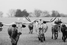 Load image into Gallery viewer, Photography Prints For Sale-Bold Bloodline

This photography print for sale titled &quot;Bold Bloodline&quot; was part of a photography landscape series featuring longhorns shot in Texas. This longhorn photo is a limited edition, hand-signed piece with a certificate of authenticity.

E D I T I O N:
1/25
