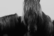 Load image into Gallery viewer, Wild Horse Art-Mop Head 8120

This piece of wild horse art titled &quot;Mop Head 8120&quot; was part of a black and white photography landscape series shot in Iceland. This horse photo is a limited edition, hand-signed piece with a certificate of authenticity.

E D I T I O N:
2/25
