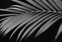 Load image into Gallery viewer, Black White Art Prints-Graphite Palm

This black white art print titled &quot;Graphite Palm&quot; was part of a landscape series shot in Turks and Caicos. This is a limited edition, hand-signed piece with a certificate of authenticity.

E D I T I O N:
1/25
