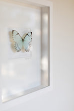 Load image into Gallery viewer, Butterfly Wall Art-No. 1269 Soft+Subtle
