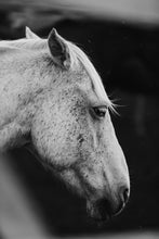 Load image into Gallery viewer, Close-up of a horse&#39;s head in black and white, showcasing the intricate textures of its fur as part of a stunning Horse Wall Art collection.
