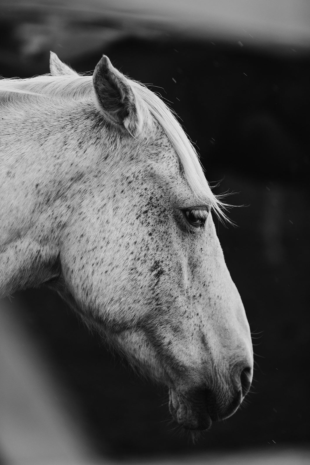 Close-up of a horse's head in black and white, showcasing the intricate textures of its fur as part of a stunning Horse Wall Art collection.