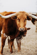 Load image into Gallery viewer, Longhorn Images-Caramel Carmella

This longhorn image titled &quot;Caramel Carmella&quot; was part of a photography landscape series featuring longhorns shot in Texas. This longhorn photo is a limited edition, hand-signed piece with a certificate of authenticity.

E D I T I O N:
1/25

