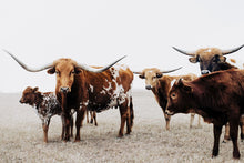 Load image into Gallery viewer, Longhorn Wall Art-Luscious Lucious

This piece of longhorn wall art titled &quot;Luscious Lucious&quot; was part of a photography landscape series featuring longhorns shot in Texas. This longhorn photo is a limited edition, hand-signed piece with a certificate of authenticity.

E D I T I O N:
1/25
