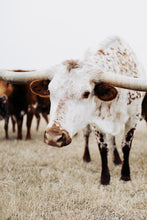 Load image into Gallery viewer, Texas Longhorn Wall Art-Celestial Celeste

This piece of Texas longhorn wall art titled &quot;Celestial Celeste&quot; was part of a photography landscape series featuring longhorns shot in Texas. This longhorn photo is a limited edition, hand-signed piece with a certificate of authenticity.

E D I T I O N:
1/25

