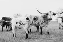 Load image into Gallery viewer, Texas Longhorn Wall Art-Striking Steers

This piece of Texas longhorn wall art titled &quot;Striking Steers&quot; was part of a photography landscape series featuring longhorns shot in Texas. This longhorn photo is a limited edition, hand-signed piece with a certificate of authenticity.

E D I T I O N:
1/25
