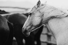 Load image into Gallery viewer, A striking close-up of a white horse in profile captured in black and white. This image exemplifies Western Photography, showcasing the horse&#39;s flowing mane and serene expression against a blurred backdrop of other horses, highlighting the essence of the Wild West.
